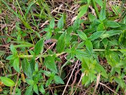 Image result for Hexasepalum sarmentosum