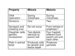 Maybe you would like to learn more about one of these? Cell Cycle And Mitosis Overview Ppt Download