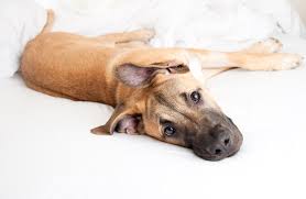 More images for boxer great dane mix size » Great Golden Dane Dog Health Temperament Feeding And Puppies Petguide