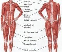 Learn vocabulary, terms, and more with flashcards, games, and other study tools. Health 9 Final Exam Review Flashcards Quizlet