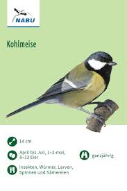 Kohlmeise Nabu Vogeltrainer Kohlmeise Vogel Im Garten Meise