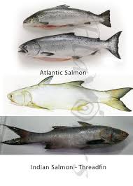 The atlantic pollock, found on both sides of the atlantic ocean, has a stronger flavor than the alaskan, which hails from the north pacific in one of the most valuable and largest fisheries in the. Get To Know Your Fish Confused Over Fish Names 100 Most Popular Edible Fish Names In English With Images Sea Fish Freshwater Fish Seafood