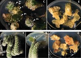 The first step is to learn how to remove cactus pups on a plant. Mammillaria Gracillis In Vitro Tissue Culture A Cactus Plants B Download Scientific Diagram