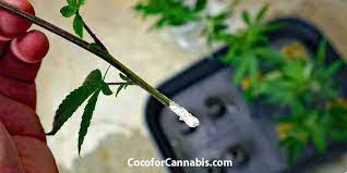 Learn how to clone your outdoor weed plants in a few easy steps! How To Clone Cannabis Plants Coco For Cannabis