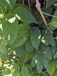 Check spelling or type a new query. My Flowering Clematis The Martha Stewart Blog