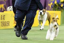 The 2019 westminster kennel club dog show has concluded with the announcement of the best in show: Westminster Dog Show 2019 Best In Show Winner Is King The Wire Fox Terrier Sbnation Com