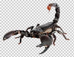 Emperor Scorpion Heterometrus Png Clipart Arthropod Chart