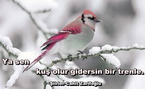 Ya Sen Kus Olur Gidersin Bir Trenle Cahit Zarifoglu Http Www Resadonya Com Cahit Zarifoglu Resimli Sozleri Hayvanlar Rengarenk Kuslar Hayvan