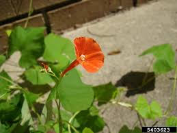Image result for Ipomoea hederifolia