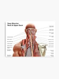 More images for neck muscle diagram » Anatomy Of Back Of Neck Anatomy Drawing Diagram
