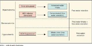 Fluid And Electrolytes Anesthesia Key