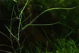 Image result for Potamogeton octandrus
