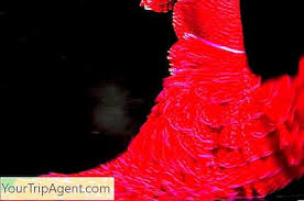 Beberapa penari tari flamenco dalam pertunjukan menggunakan kastanyet untuk menambah warna dari musik pengiring. Sejarah Tari Flamenco 2021