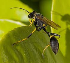 All Black Bug That Looks Like A Wasp Wasp Sceliphron Caementarium Bugguide Net Wasp Black Widow Spider Insects