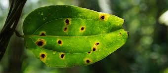 Without enough light, leaves will begin to yellow and eventually slow growth to a standstill. Septoria With Yellow Spots In Sight Keep Your Plants Dry Humboldt Seeds