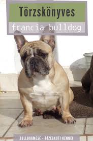 Bouledogue or bouledogue français) is a breed of domestic dog, bred to be companion dogs. Torzskonyves Francia Bulldog Bulldog French Bulldog Kennel