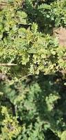 Image result for Ormocarpum schliebenii