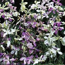Past Generations Of Gardeners Called This Plant The Melancholy Gillyflower Because Of Its Drab And Downcast Appearan Flower Seeds Stock Flower Fragrant Flowers