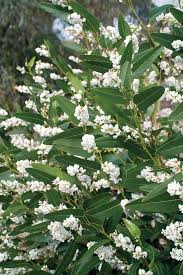 Image result for Hardenbergia