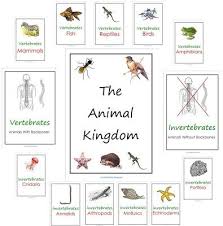 Free Animal Kingdom Notebook Printables Animal