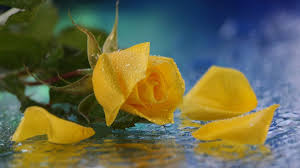 Hd Wallpapers 1080p Yellow Rose Backgrounds Yellow Roses Yellow Rose Petals Water Flowers