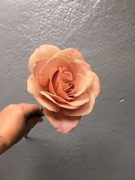 Metropolitan statistical area (msa) as defined by the united states office of management and budget (omb) as of june, 2003. 76 Landscape Roses Ideas In 2021 Rose Flowers Beautiful Roses