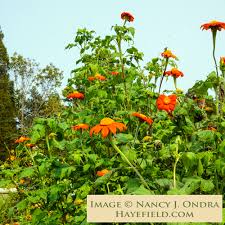Image result for Tithonia rotundifolia