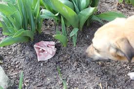 Der vierbeiner frisst ein von tierhassern präpariertes leckerli und stirbt. Giftkoder Beim Hund Vergiftung Erkennen Und Behandeln Tipps