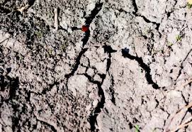 Clay soils contain more than 30 percent fine clay particles clays swell and shrink as they wet and dry, effectively cultivating themselves clay soils take longer to warm up in spring wet clay soils are. Gardening In Clay Soils Usu