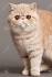 Southwest Florida Exotic Shorthair Cattery | Kittens for ...