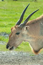 We did not find results for: Common Eland Taurotragus Oryx Is The Largest Of The African Stock Photo Picture And Royalty Free Image Image 59117628
