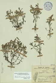 Image result for Gnaphalium polycaulon