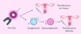 Transferencia De Embriones Congelados Cual Es La Tasa De Exito