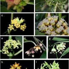 Image result for Fockea angustifolia