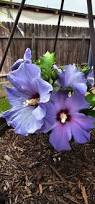 Image result for Hibiscus syriacus Violet Clair Double