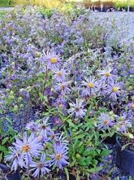 Asters Instead Of Mums For Fall Color Reliable Perennials Lots Of Sizes Colors Available Provide Seeds Perennials Dreamy Landscapes Wildlife Gardening
