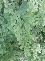 Image result for Adiantaceae