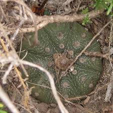 Image result for Thesium asterias