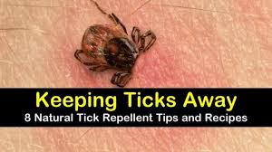 You can also physically inspect your animals on a regular basis and remove. 8 Easy Effective Tick Repellent Solutions Tick Repellent Natural Tick Repellent Tick Repellent For Humans