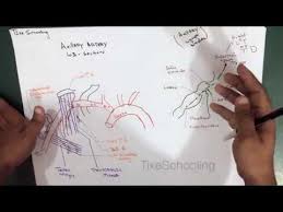 Right axilla, chest>axilla.right, right axillary region. Axilla Contents Artery Lymph Nodes Detailed Youtube