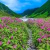 The valley of flowers trek best time is from july to early september. 1