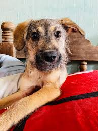 My SONNY enjoying his bone 4yrs old