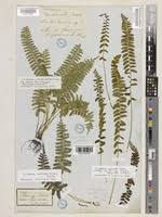 Image result for Lindsaeaceae