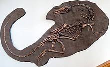 From wikimedia commons, the free media repository. Coelophysis Wikipedia