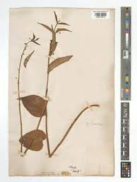 Image result for Vincetoxicum stenolobum