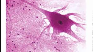Nervous system consists of three types such as cns , pns and ans. Histology Nervous Tissue Youtube