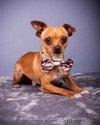Thank you for your interest in adopting a pet from wayside waifs. Dog Adoptions Kansas City Mo