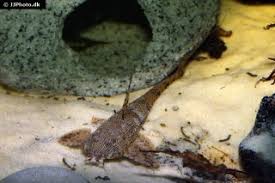 Image result for Catunaregam stenocarpa