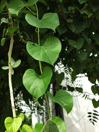 Image result for Tinospora orophila