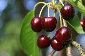 Check out our cherry tree images selection for the very best in unique or custom, handmade pieces from our shops. Sweet Cherry Fruit Trees Econom Cop Doo Company All Biz
